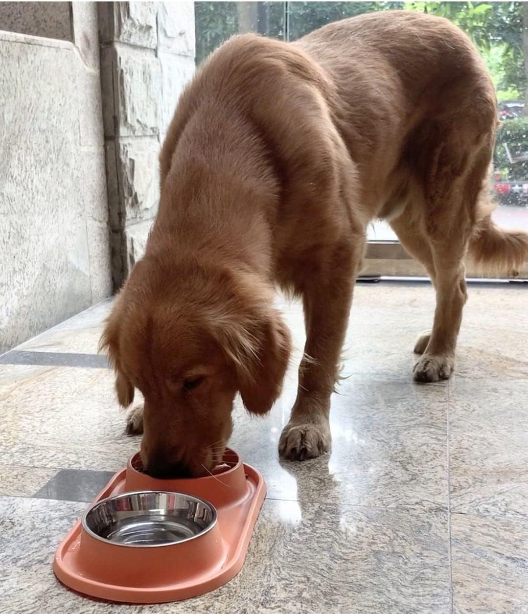 Dog Bowls Small Medium Sized Dog Food Bowl, Slow Feeder Dog Bowls, 1/2 Cup Stainless Steel Dog Bowls, No-Spill Non-Skid, Dog Food Water Bowls Set by (Bright Orange)