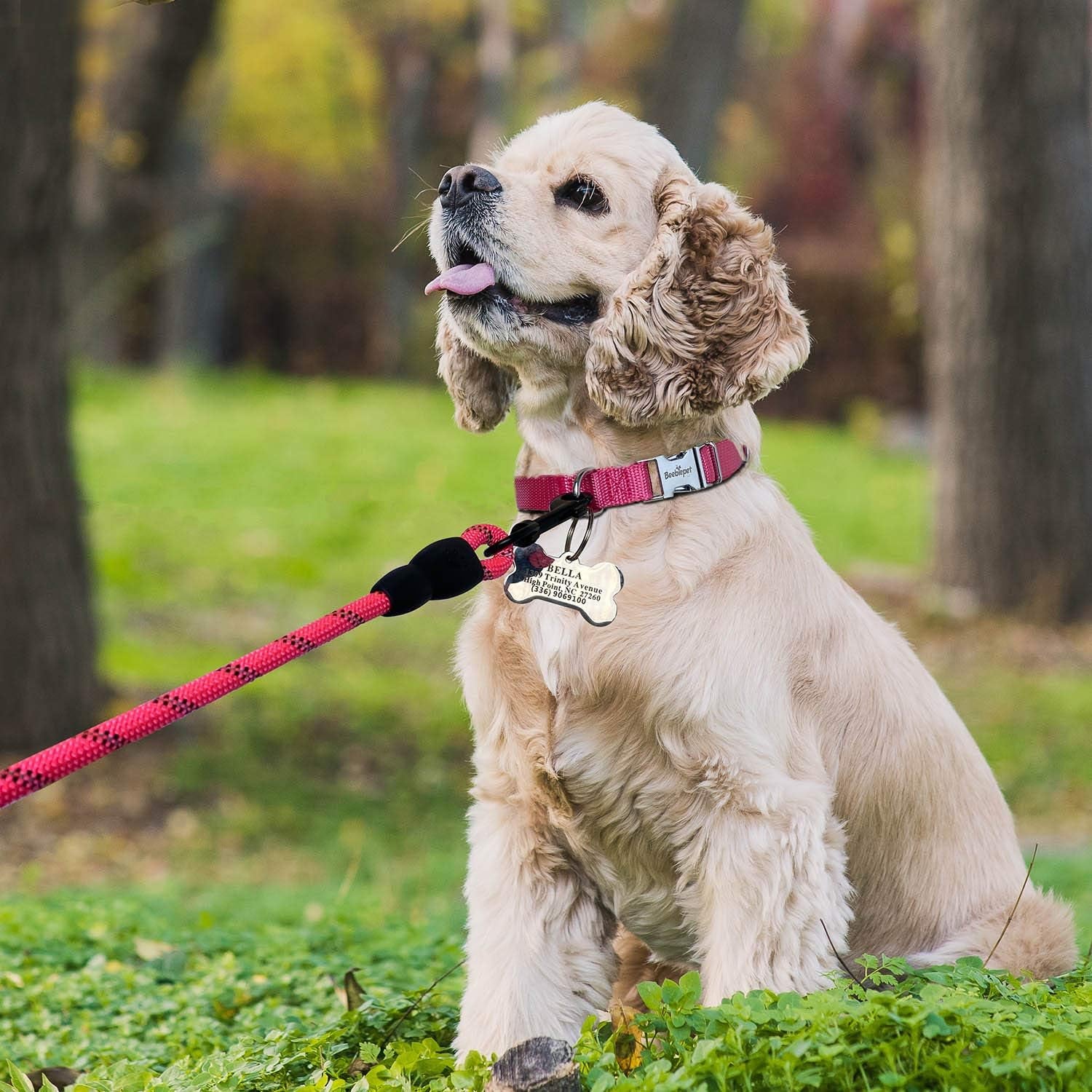 Classic Dog Collar with Strong Metal Buckle Adjustable Dog Collars for Small Medium Large Dogs (Collar+Leash M Neck 14"-19", Pink)