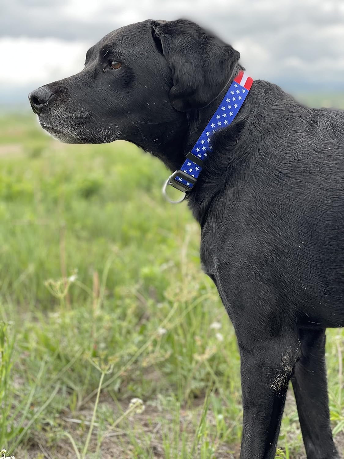 American Flag Dog Collar (Medium, Flag I)