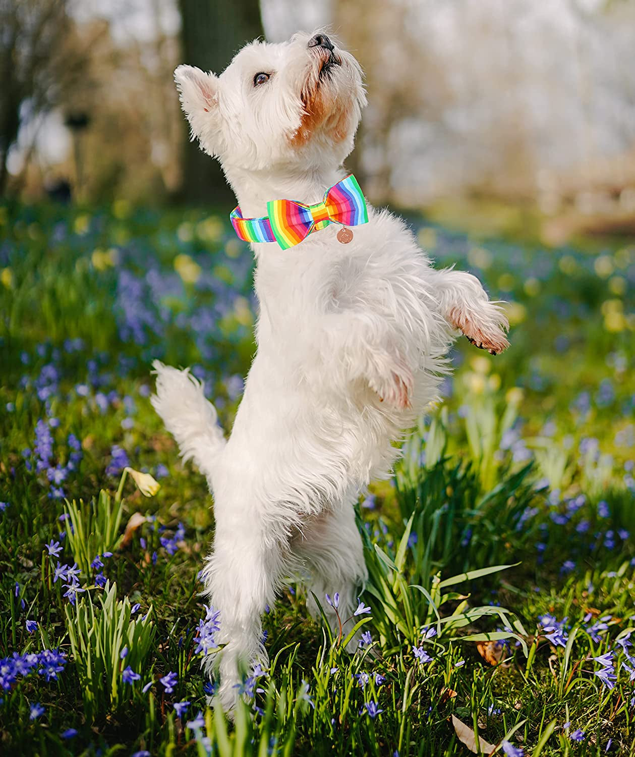 Rainbow Dog Collar with Pretty Bow Tie for LGBT Pride Month - Adjustable and Comfortable Collar for Large Medium Small Dog,M